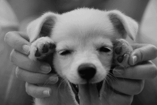 ¿El perro es el integrante MÁS importante de tu familia? ¡Estos 7 signos lo demuestran! - Imagen 5