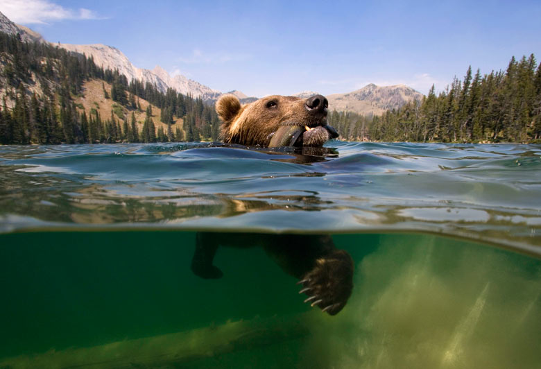 A-grizzly-bear-catches-a--004