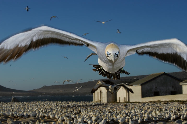 gaviota