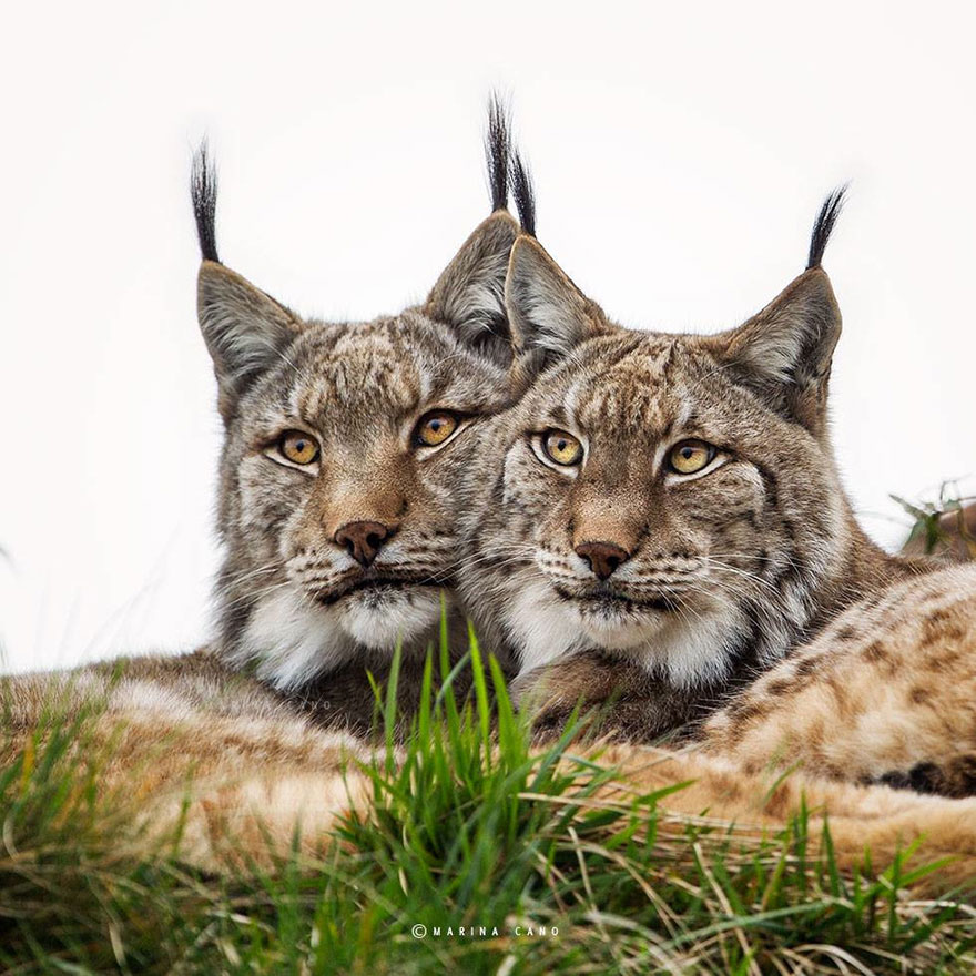 animal-wildlife-photography-marina-cano-10