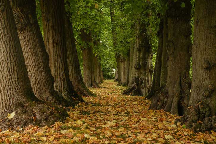 Leafy-Avenue2__880