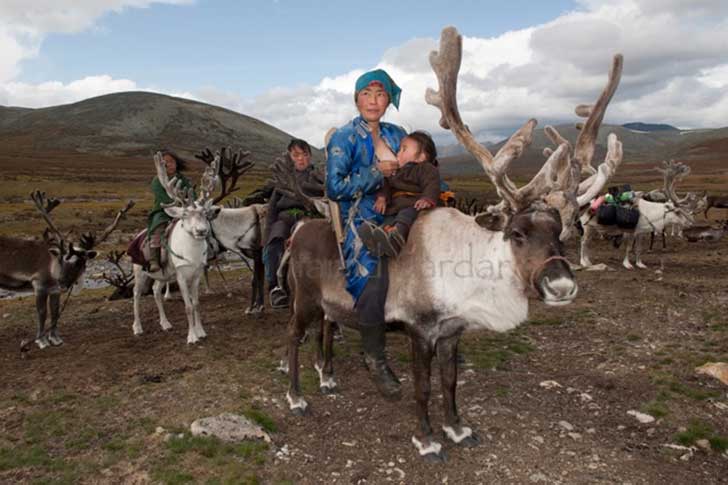 reindeer1