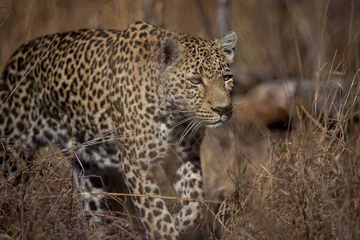 13 places to see flora and fauna in their natural habitat | Upsocl