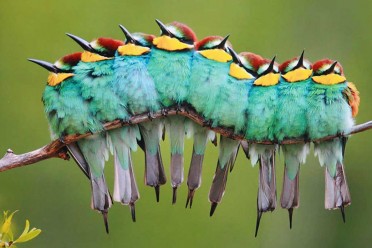 birds-keep-warm-bird-huddles-5__880