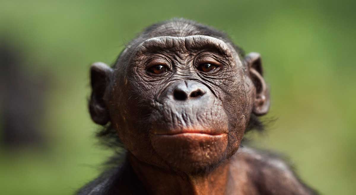 Resultado de imagen de bonobo
