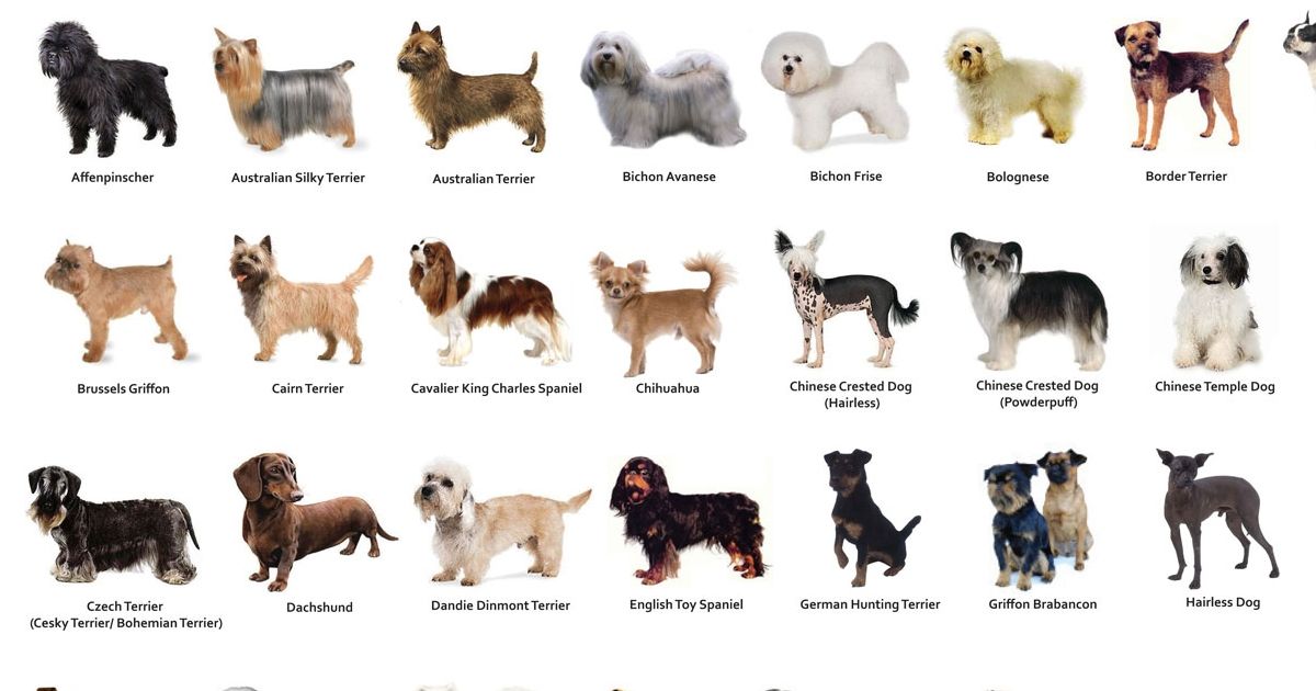 What Dog Breed Am I Most Like Quiz What Dog Breed Am I Most Like Quiz