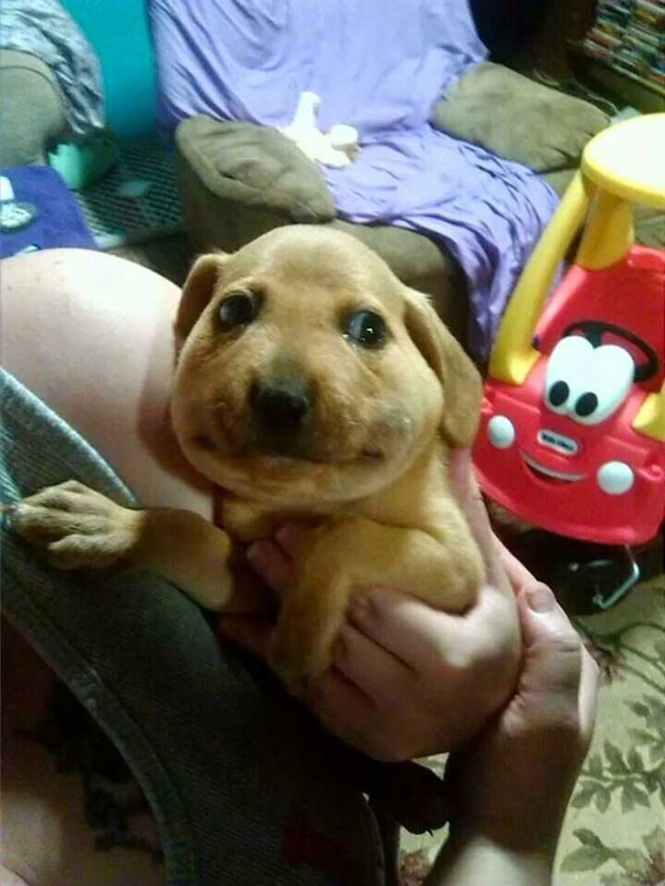 Que Pasa Si Mi Perro Se Come Papel Higienico