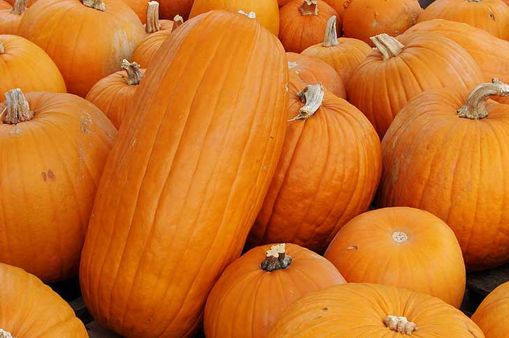800px-Pumpkins-6587