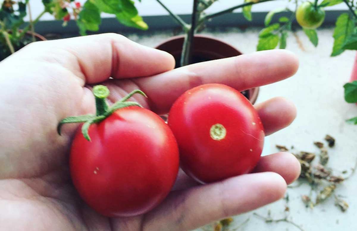 Plantar Tomates En Huerto Cool Colocar En La Tierra Fijarse Que ~ Como Cultivar Tomates En El Huerto Plantar Tomates En Huerto Cool Colocar En La Tierra Fijarse Que ~ Como Cultivar Tomates En El Huerto