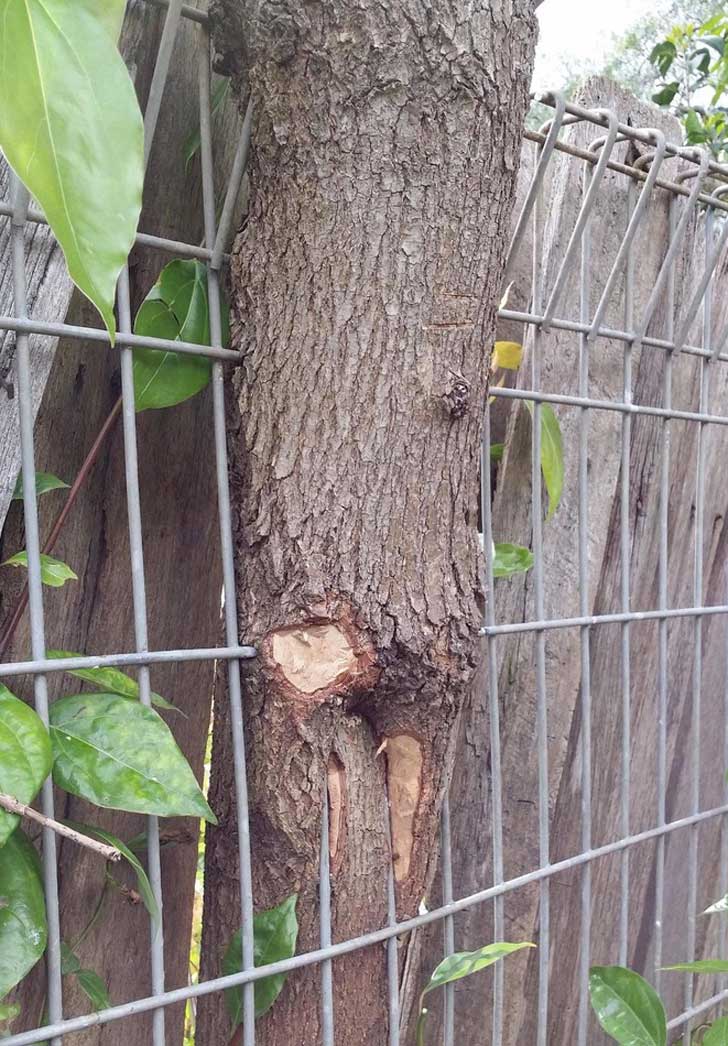 Este-arbol-creció-con-una-reja