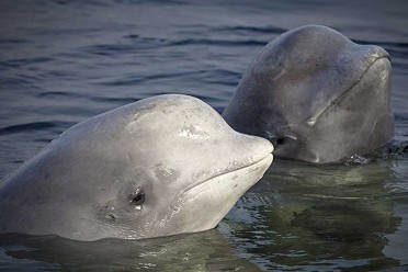 belugas