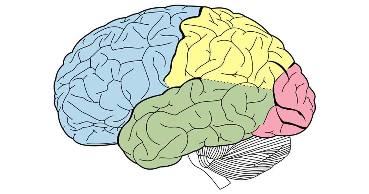 brain