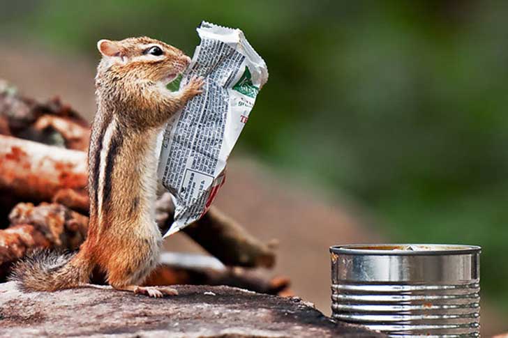 chipmunkpaper