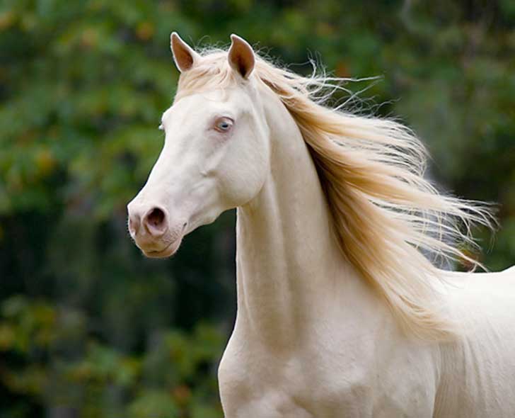 cremellohorsey