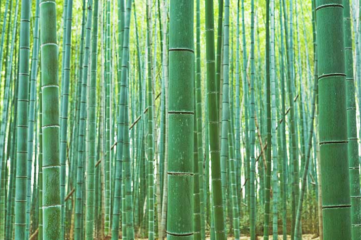 japan_bamboo_05