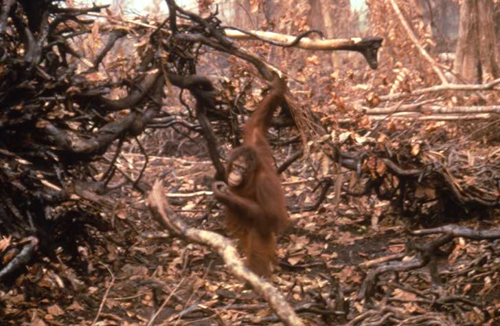 OU-in-forest-fire-damage-high-res