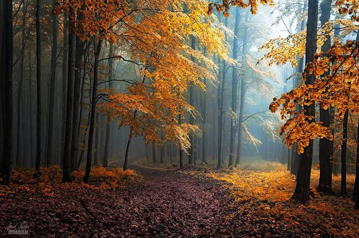 dreamlike-autumn-forests-janek-sedlar-11__880