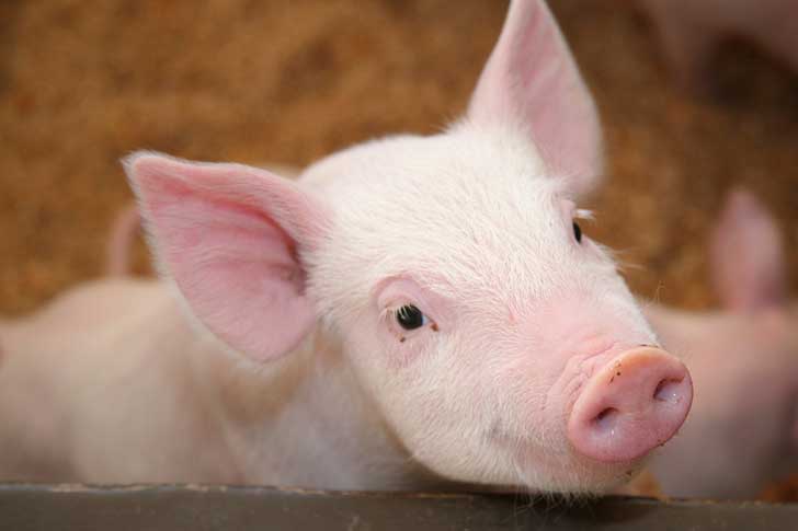 pig-walmart-annoucement-1220x813