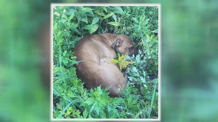 policia-consuela-un-perro-rescatado-de-terribles-maltratos-gracias-al-llamado-de-unos-ninos-08