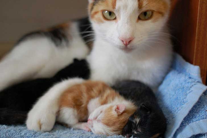 Donde Puedo Ver Amor De Gata