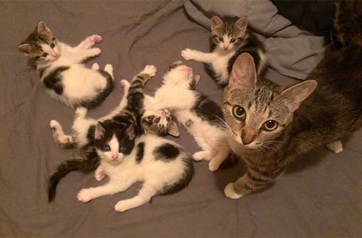 Donde Puedo Ver Amor De Gata