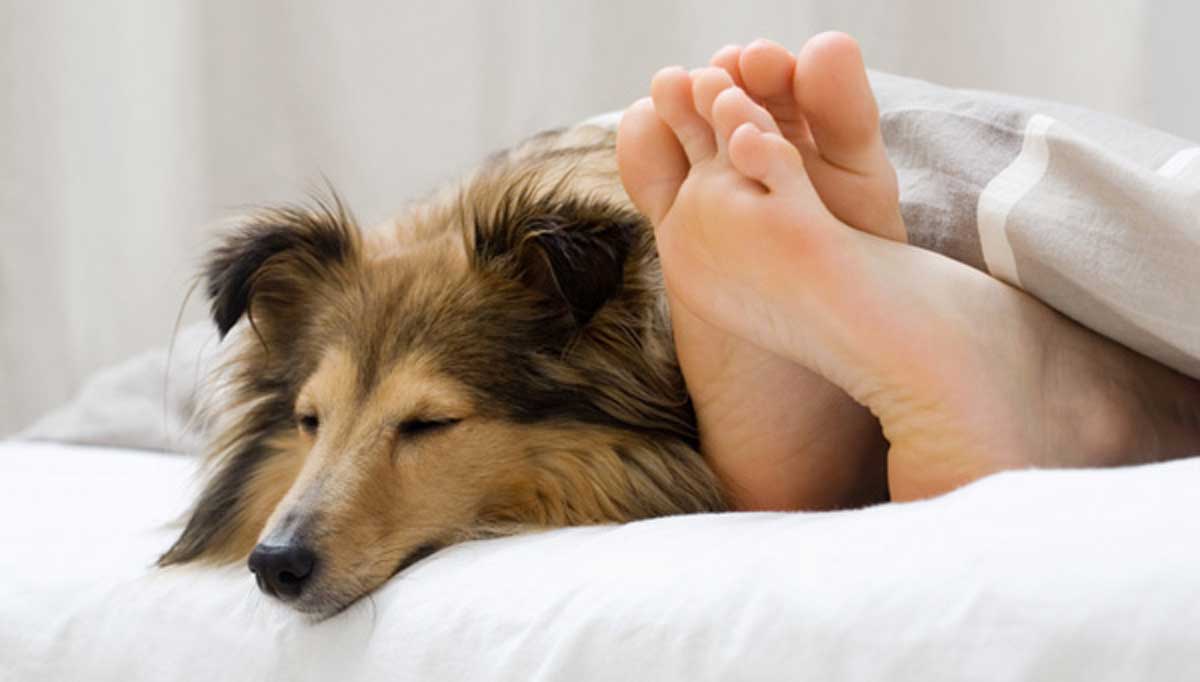 Resultado de imagen de perro cama