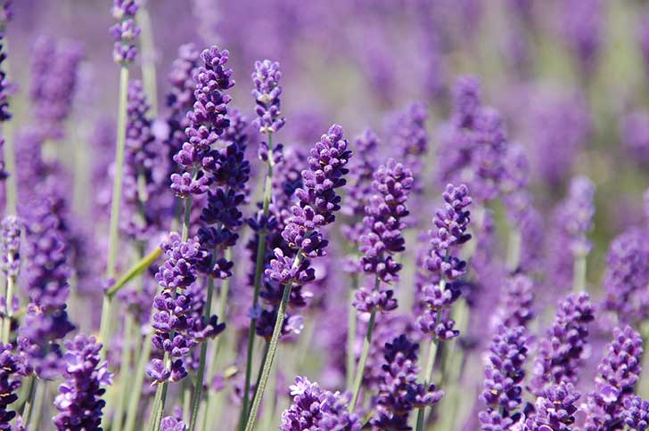 Lavender-Posts-Pic