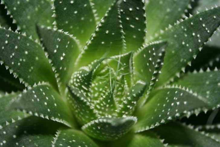 aloe-vera