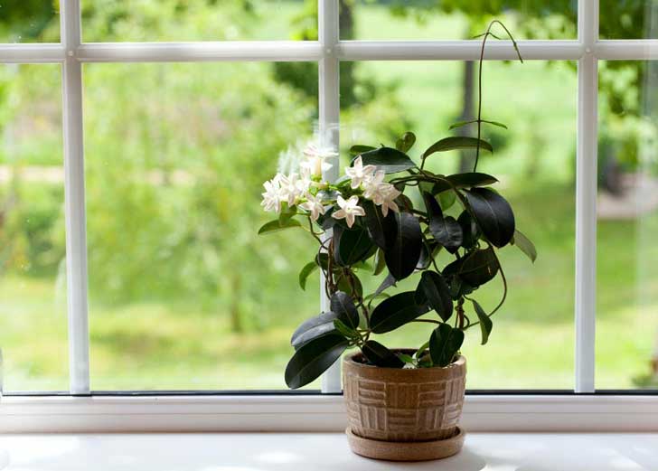 jasmine-plant