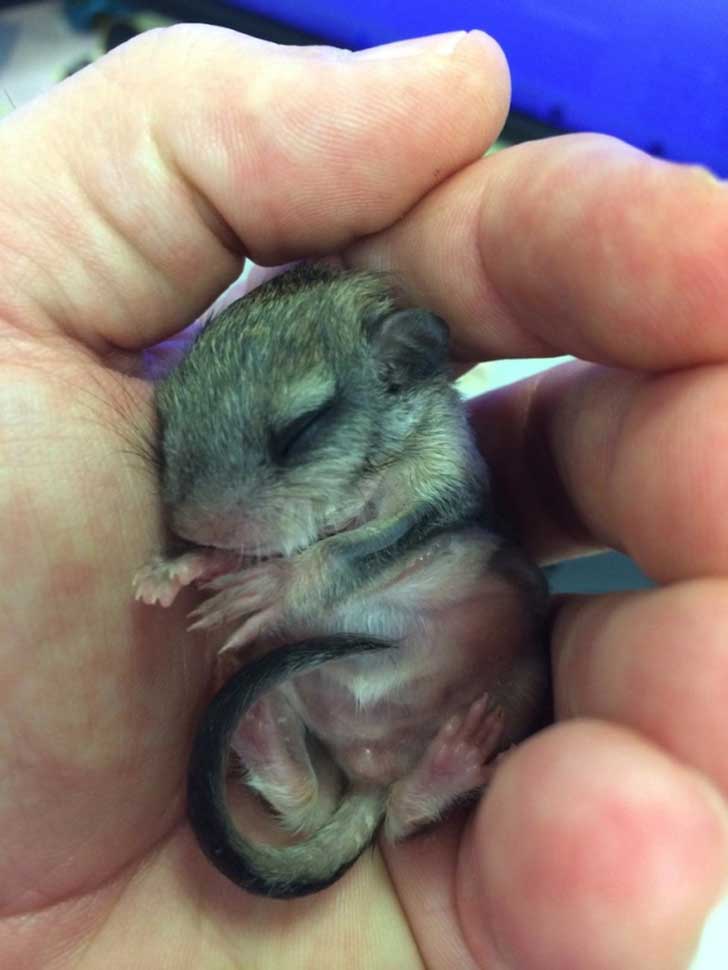 1005610-R3L8T8D-650-biscuit-squirrel-rescue-5