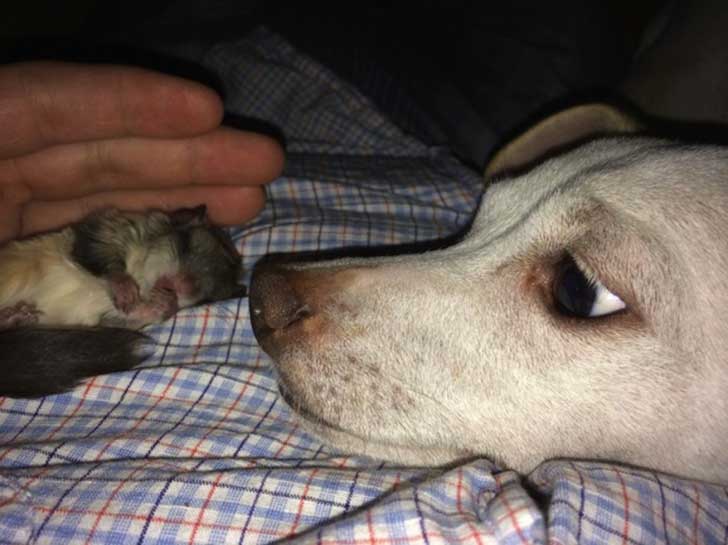 1007360-R3L8T8D-650-biscuit-squirrel-rescue-8