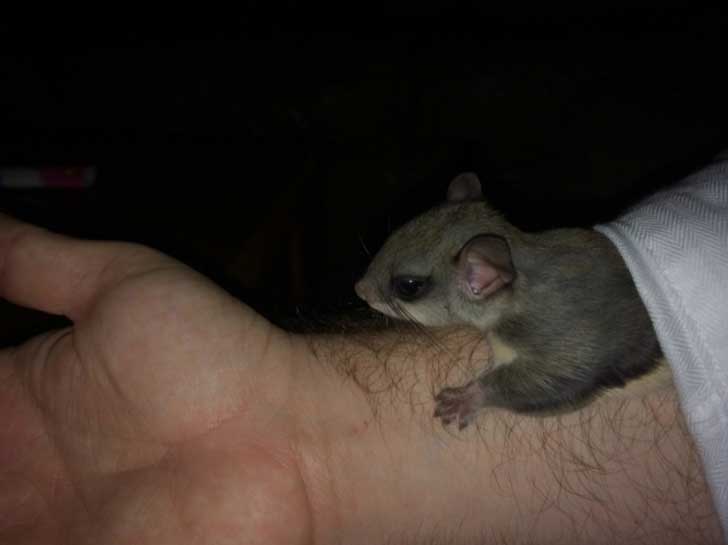 1013910-R3L8T8D-650-biscuit-squirrel-rescue-17