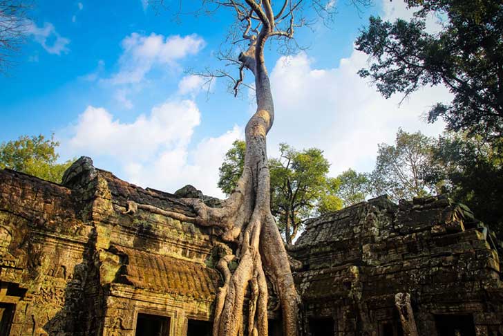 6698410-1000-1455717901-5388baff54_ta-prohm-temple-angkor-siem-reap-cambodia