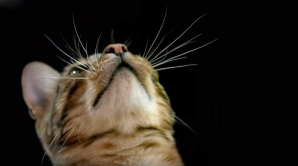 Como Beben Los Gatos A Camara Lenta