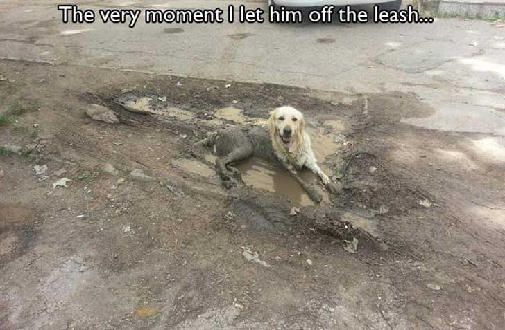 bad-dog-1