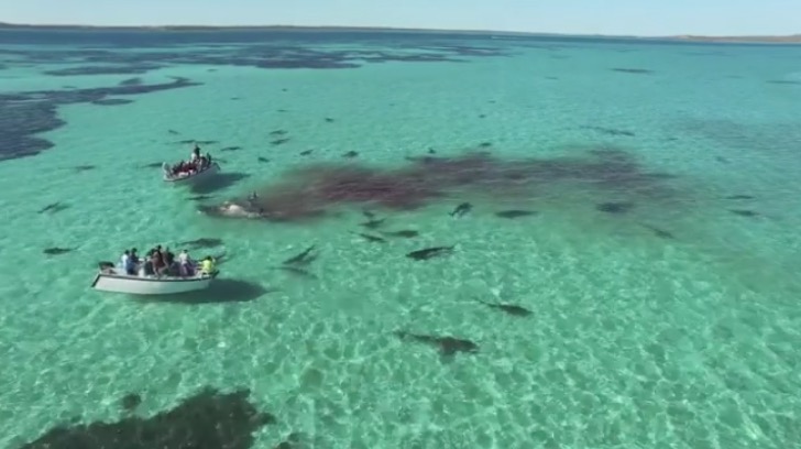 Eco Abrolhos