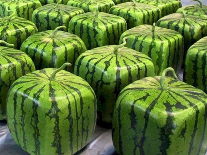 Melonmold.com