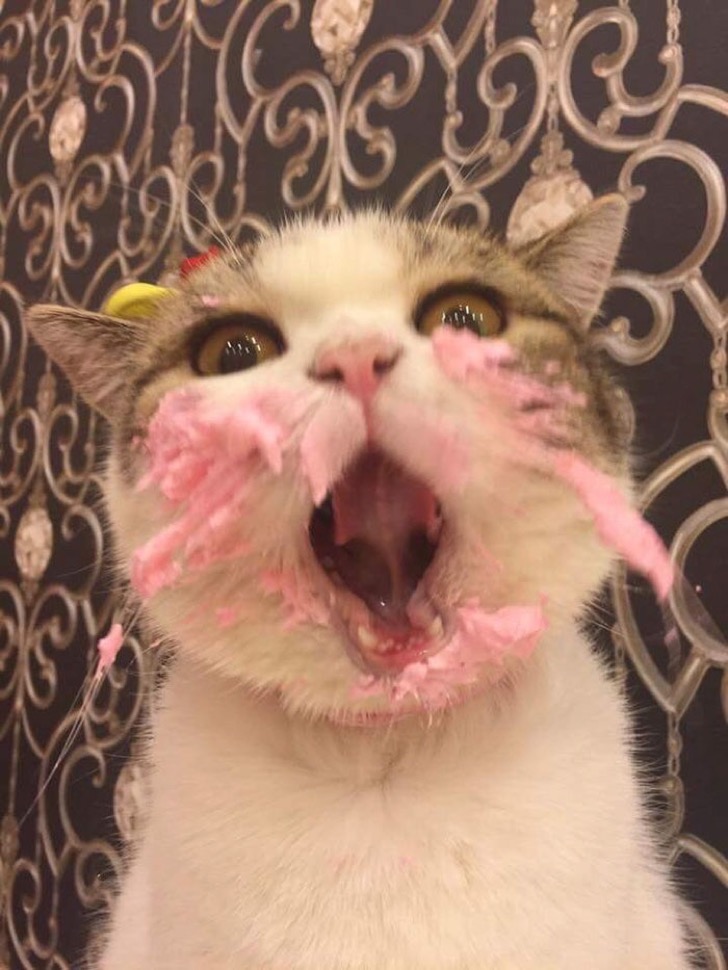 cat-eats-cake-3