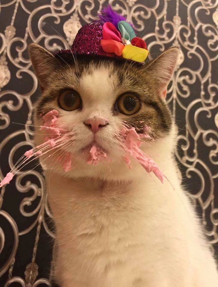 cat-eats-cake-5