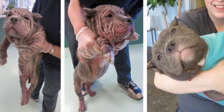 hippo-900x452 2