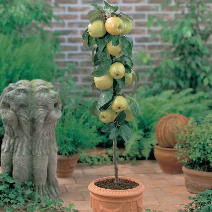 minifrutal7