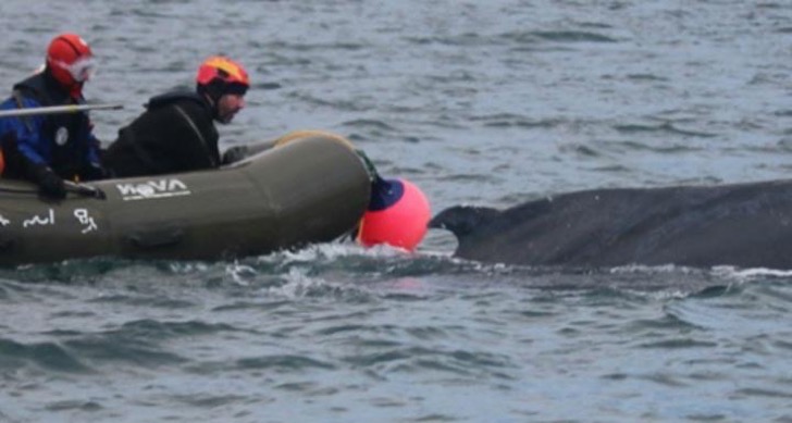 why-on-earth-would-4-men-on-an-inflatable-raft-try-to-rodeo-a-humpback-whale-to-save-it_1