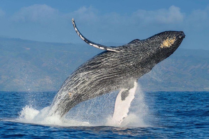 01humpbackwhales-ngsversion-1473282862403-adapt-1190-1