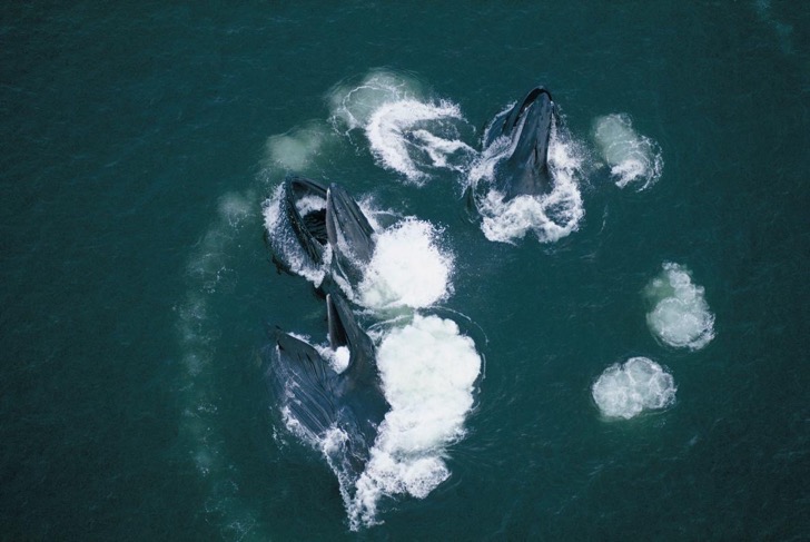 04humpbackwhales-ngsversion-1473282173098-adapt-1190-1