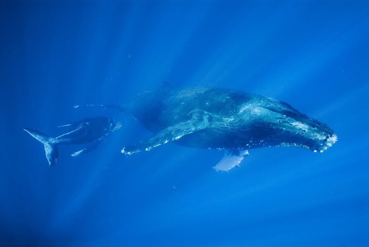 07humpbackwhales-ngsversion-1473282173549-adapt-1190-1