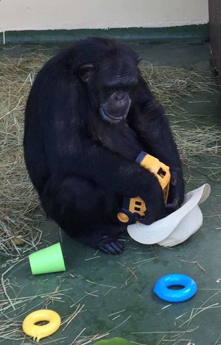 Project Chimps