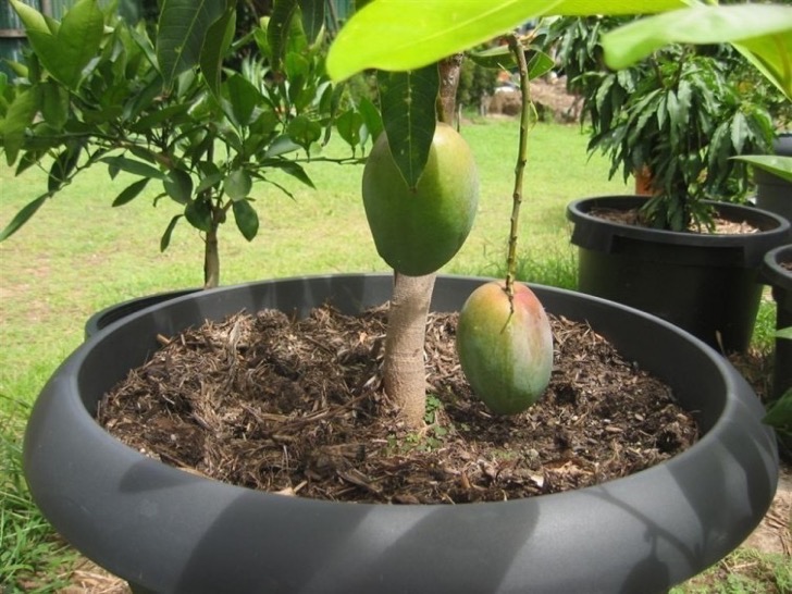 Cultivar tus propios mangos en macetas es muchísimo más sencillo de lo