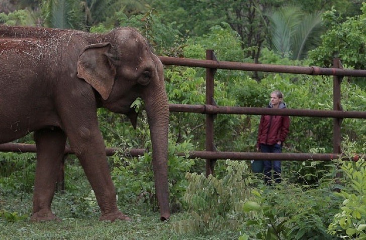 elefante-jpg_1538866787