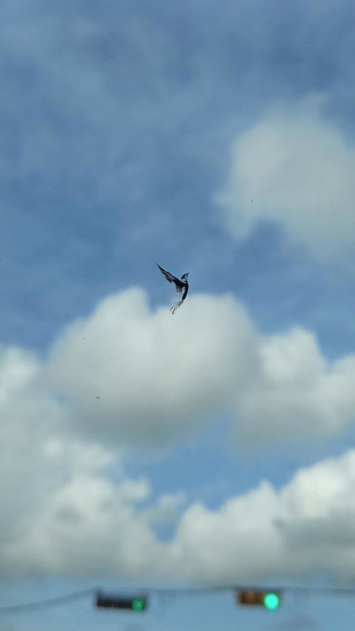 f11