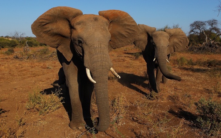 headlineimage-adapt-1460-high-elephants_20150323-1427145948343